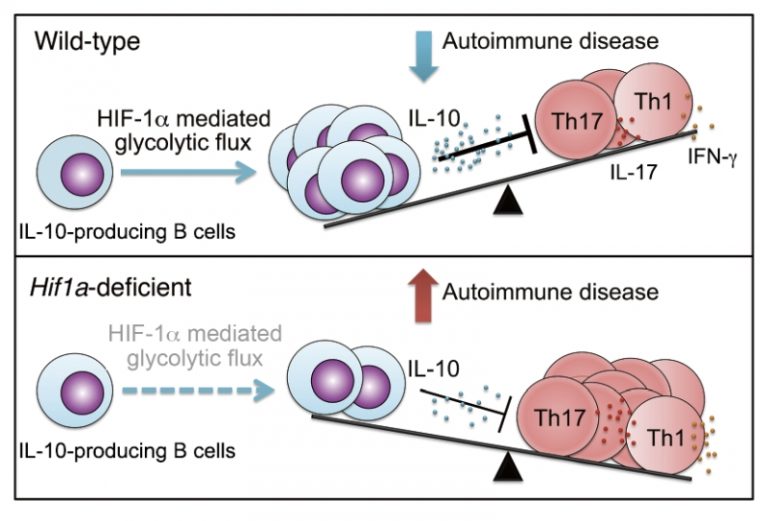 FIGURE 1 HIF-1a Regulates IL-10 In B Cells