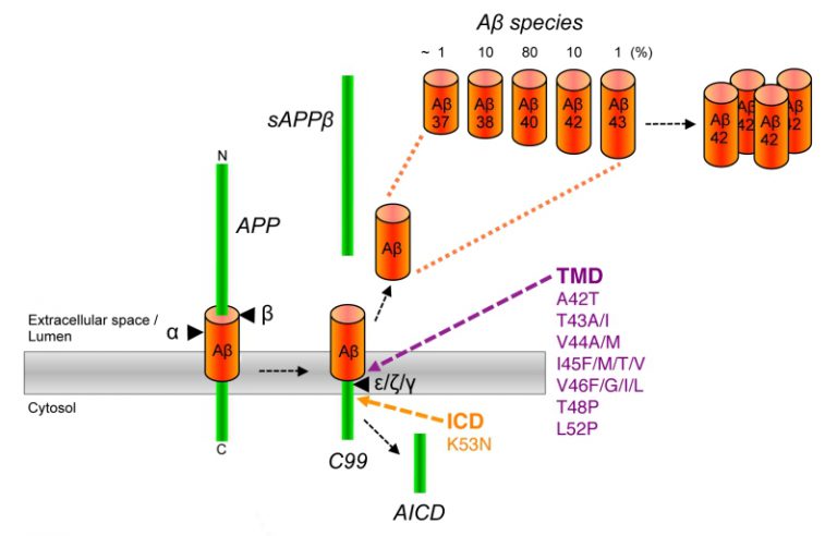 Figure 1 Amyloid Beta-peptide Generation By Gamma-secretase