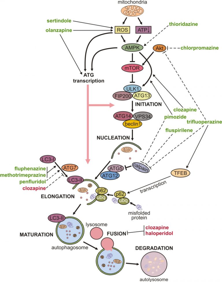 Figure 1 Autophagy Modulation By Antipsychotics