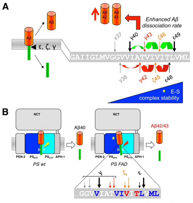 Figure 6 Amyloid Beta-peptide Generation By Gamma-secretase