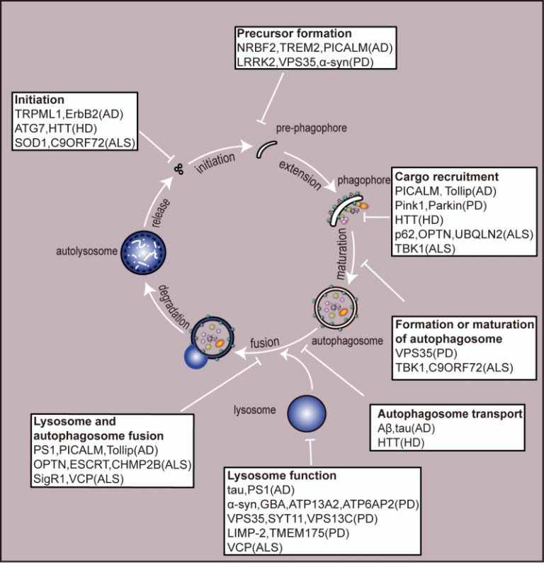 Figure 2 Autophagy In Neurological Diseases