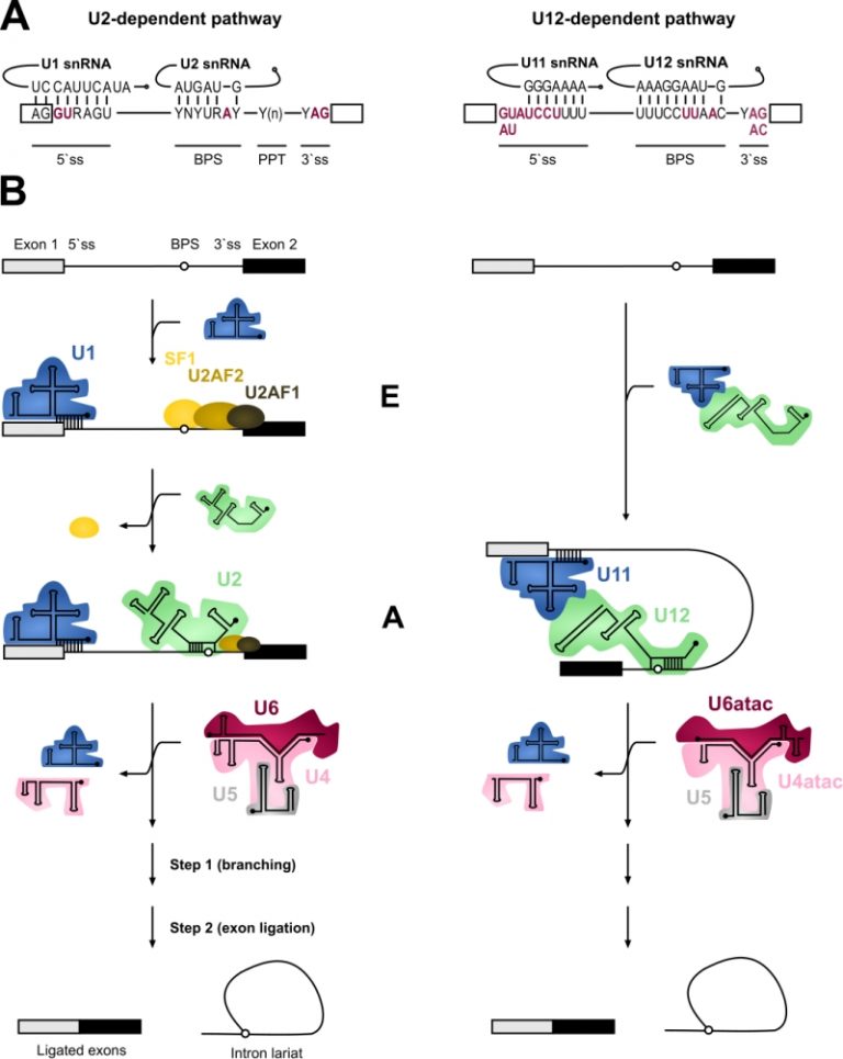 Figure 1 Minor spliceosome and neurodegeneration